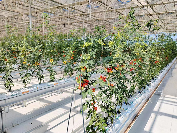 西紅柿無土栽培