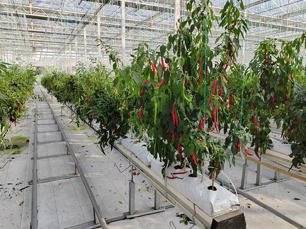 無土栽培辣椒種植