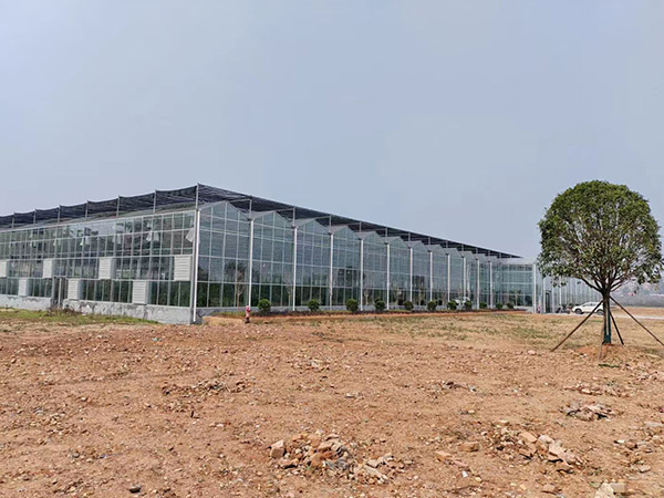 玻璃溫室大棚無(wú)土栽培