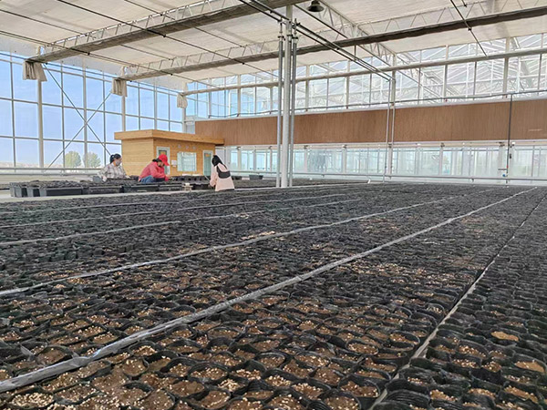 西藏育苗無土栽培
